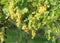 Golden grapes in a vineyard