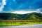 Golden grapevines glowing in the afternoon sun under stormy sky. Vineyard at the foot of green rolling hills in