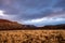 Golden Grass Across Mesa Below Red Cliffs