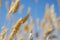 Golden grass against blue sky