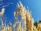 Golden grass against the blue sky on a sunny autumn day