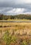 Golden grass in autumn at a bog under storm clouds