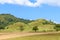 Golden grass at bald hill mountain, scenic park in Ranong, Thailand