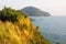 Golden grass on cliffs beaches sunlight day in Thailand.