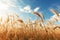 Golden Grass Field on a Sunny Summer Day, A Serene and Beautiful Landscape