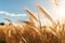 Golden Grass Field on a Sunny Summer Day, A Serene and Beautiful Landscape