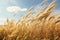 Golden Grass Field on a Sunny Summer Day, A Serene and Beautiful Landscape