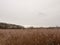 golden grass reeds winter white cloudy sky landscape