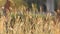 Golden grass with sparkling drops. Golden grass on summer field. Golden grass in sunset rays.Golden grass through sunset view.