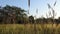 Golden grass with sparkling drops. Golden grass on summer field. Golden grass in sunset rays.Golden grass through sunset view.