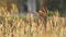 Golden grass with sparkling drops. Golden grass on summer field. Golden grass in sunset rays.Golden grass through sunset view.