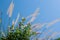 Golden grass spikelets against blue sky