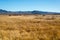 Golden Grass Stillwater National Wildlife Refuge