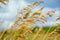 Golden grass in the summer day on the beach