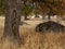 Golden grasses and oak leaves in meadow