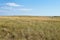 Golden grasses of a prairie