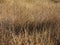 Golden grassland background texture.