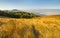 Golden Grassland at Kew Mae Pan Nature Trail, Doi Inthanon Nation Park