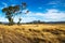 Golden grassland landscape in the bush with Grampians mountains in the background, Victoria, Australia