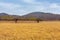 Golden grassland of Sun lake in Bashang grassland