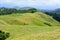 Golden-green hills in a regional park, New Zealand. Rural landscape, sunny and idyllic.