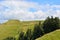 Golden-green hills in a regional park, New Zealand. Rural landscape, sunny and idyllic.