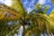 Golden and green palm trees against a blue sky with fluffy clouds taken from beneath them in the Caribbean