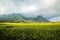 Golden green tea plantations at the foot of mount Mulanje