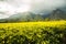 Golden green tea plantations at the foot of mount Mulanje