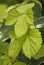 Golden green vine leaves trailing over Hosta plants.