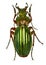 Golden Ground Beetle on white Background