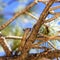 Golden ground squirrel