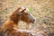 Golden Guernsey goat at Hackney city farm in London