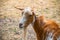 Golden Guernsey goat at Hackney city farm in London