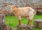 Golden Guernsey Goat posing, Sledmere House, Yorkshire, England.