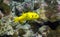 Golden guineafowl puffer fish swimming in front of some rocks underwater