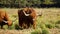 Golden hairy cows
