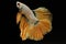 Golden half-moon fighting fish