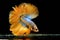 Golden half-moon fighting fish