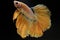 Golden half-moon fighting fish