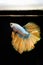 Golden half-moon fighting fish