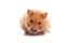 Golden Hamster in front of white background