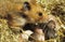 Golden Hamster, mesocricetus auratus, Female with Youngs standing in Nest