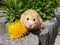 Golden hamster posing with flower