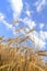 Golden harvest and blue cloudy sky. Ukraine agriculture field