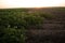 Golden Harvest: Serene Morning in the Countryside Potato Field