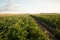 Golden Harvest: Serene Morning in the Countryside Potato Field