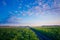 Golden Harvest: Serene Morning in the Countryside Potato Field