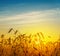 Golden harvest under orange and blue cloudy sky on sunset. Ukraine agriculture field