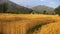 Golden harvest wheat field of remote mountain region kangra Himachal India